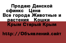  Продаю Данской сфинкс › Цена ­ 2 000 - Все города Животные и растения » Кошки   . Крым,Старый Крым